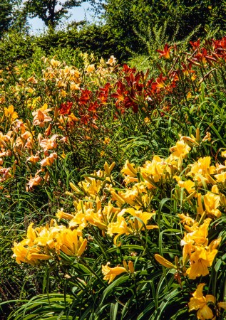 ЛІЛІЙНИК гібридний в асортименті